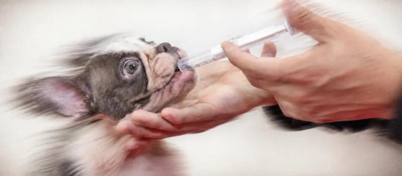 Deworming puppies by Nuzzy