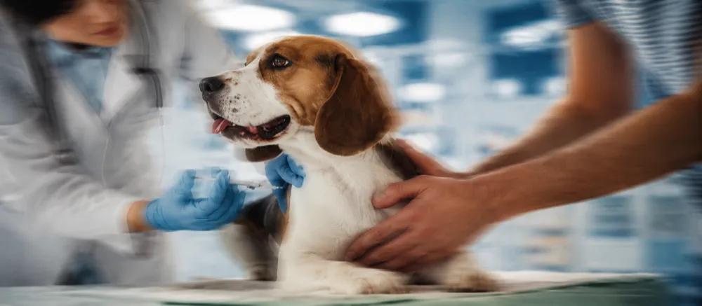 Verified information about vaccination to dogs by Nuzzy 