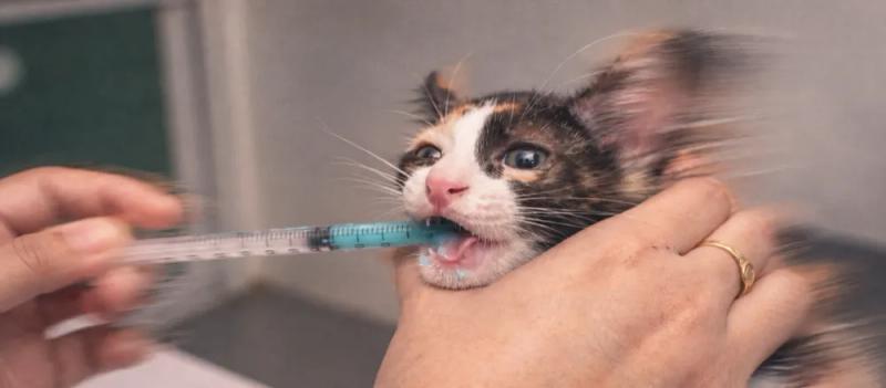 Deworming for cats in India by Nuzzy