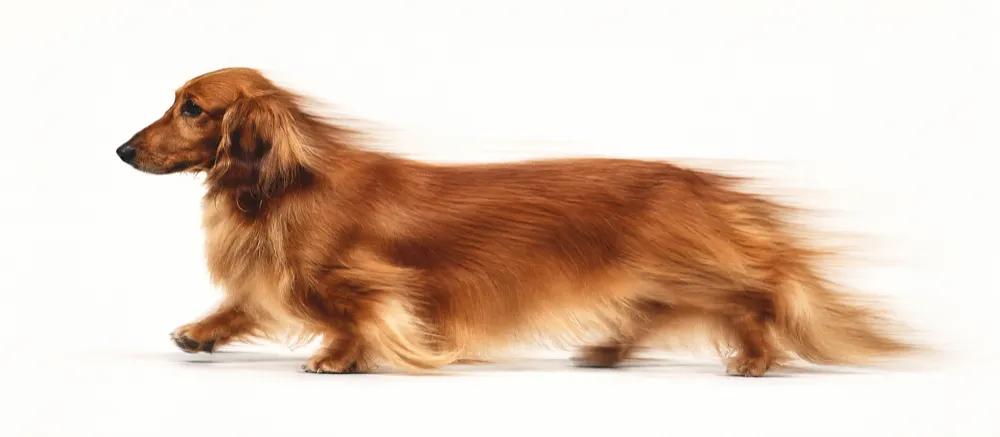 Small dog breeds: Compare care needs before choosing by Nuzzy