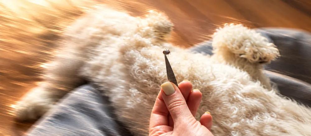 How to remove a tick from a dog By Nuzzy