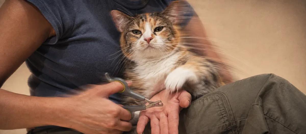 How to cut cat nails by Nuzzy