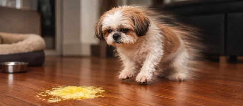 Why is my dog vomiting yellow liquid? by Nuzzy