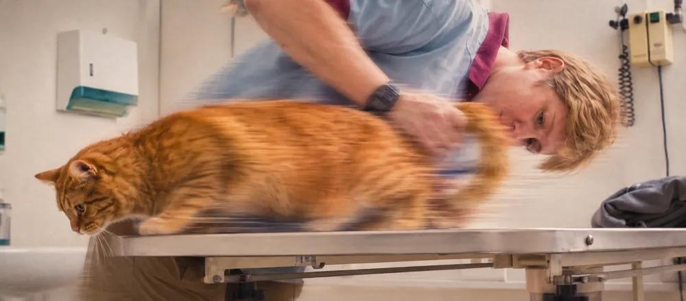 Symptoms of worms in cats by Nuzzy