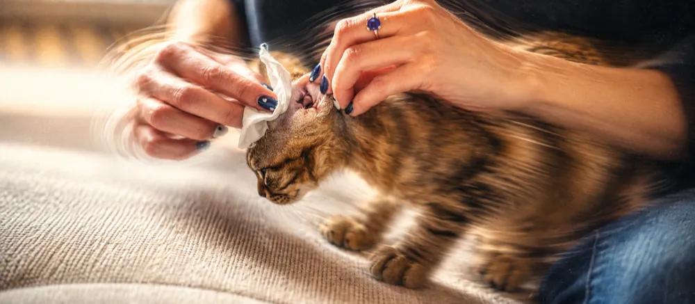 How to clean cat ears by Nuzzy