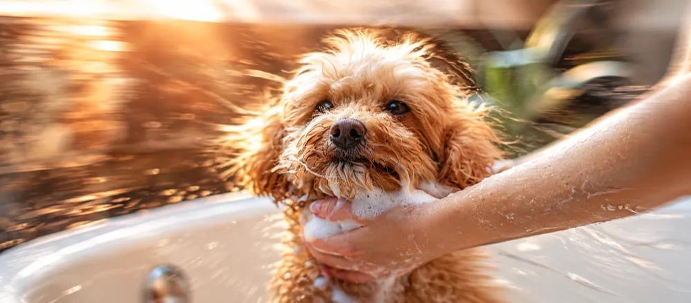 Dog grooming at home by Nuzzy