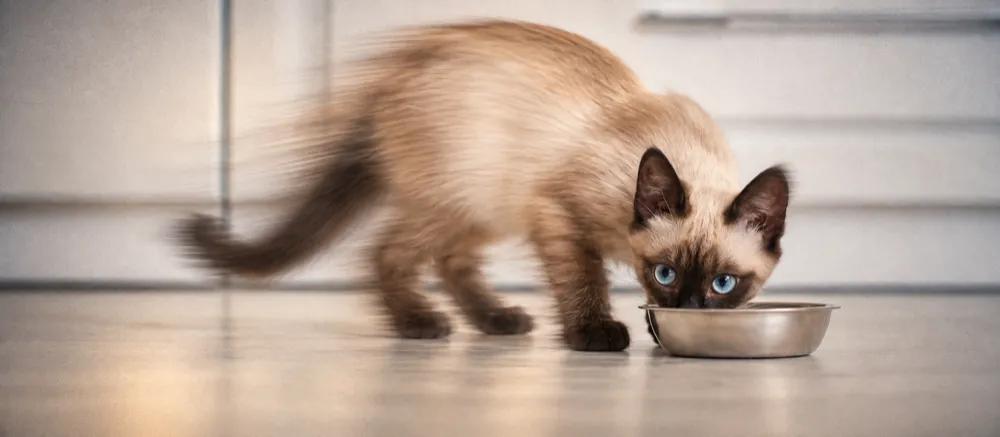 Siamese cat: Characteristics and everyday care by Nuzzy