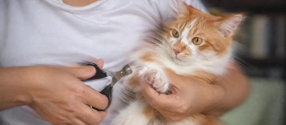 How to cut cat nails by Nuzzy