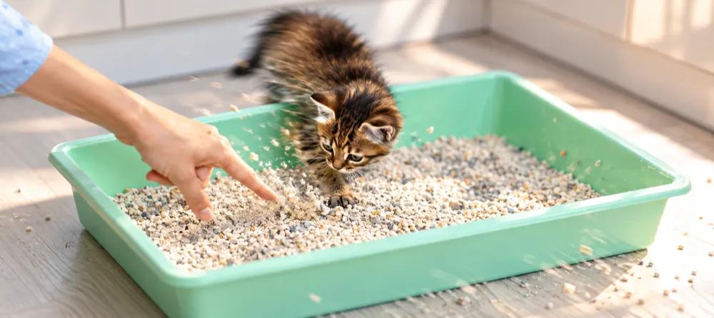 How to litter train a kitten by Nuzzy