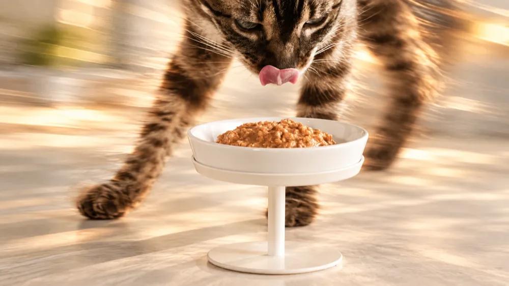 How much to feed a cat per day by Nuzzy