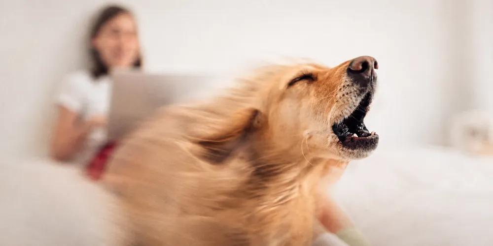 Society complains about your dog barking by Nuzzy 