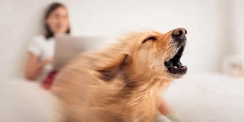 Society complains about your dog barking by Nuzzy 