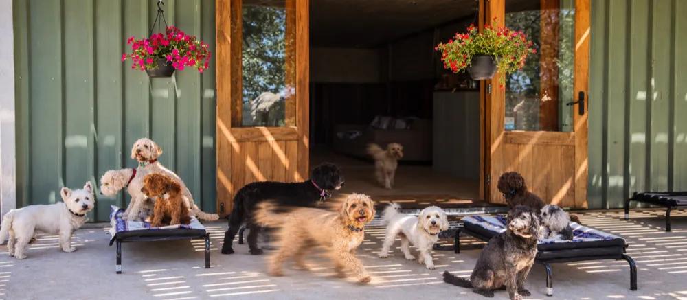 What is pet boarding? by Nuzzy