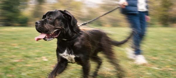 Cane Corso care and temperament by Nuzzy
