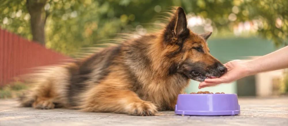 German Shepherd care for pet parents by Nuzzy