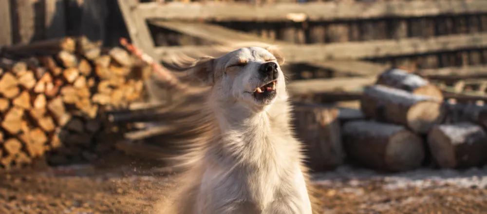 Reverse sneezing in dogs by Nuzzy