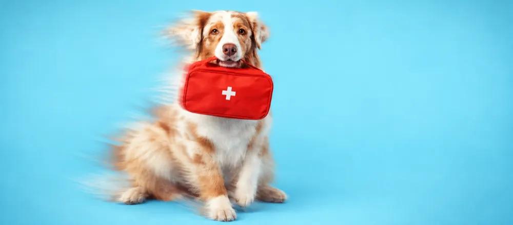 Deworming for dogs in India by Nuzzy
