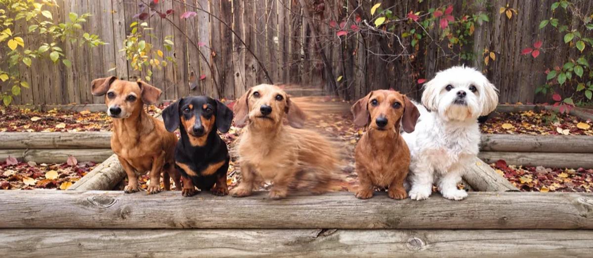 Small dog breeds: Compare care needs before choosing by Nuzzy