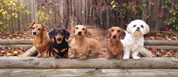 Small dog breeds: Compare care needs before choosing by Nuzzy