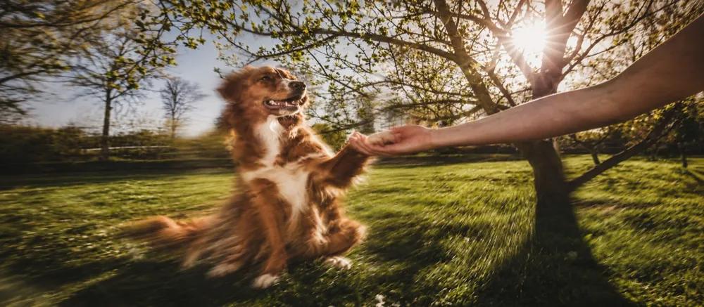 Dog Training Guide by Nuzzy