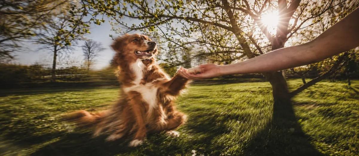 Dog Training Guide by Nuzzy