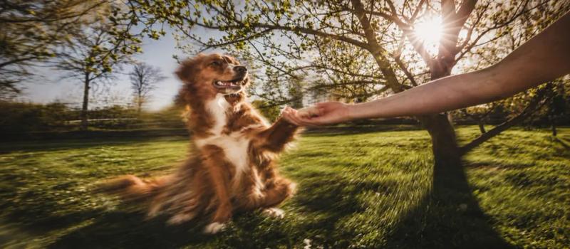 Dog Training Guide by Nuzzy