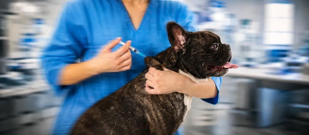 Core and non-core vaccination for your dog by Nuzzy 
