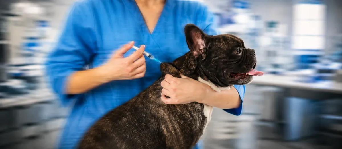 Core and non-core vaccination for your dog by Nuzzy