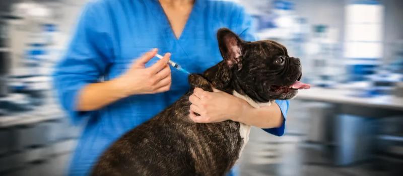 Core and non-core vaccination for your dog by Nuzzy