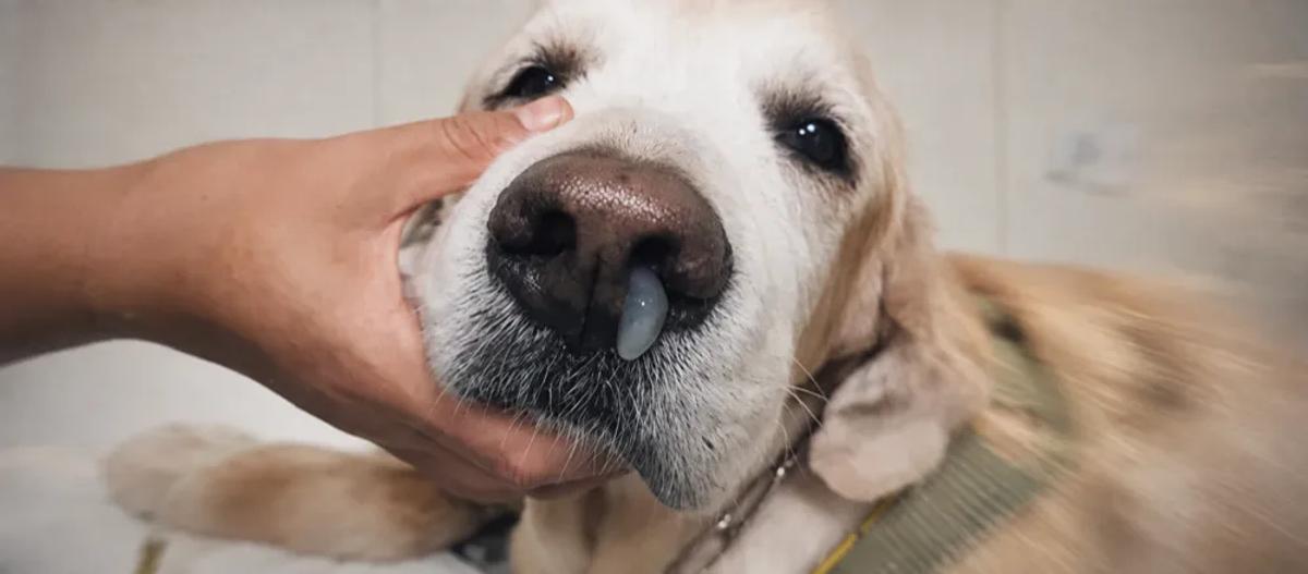Canine distemper: signs and veterinary assessment by Nuzzy