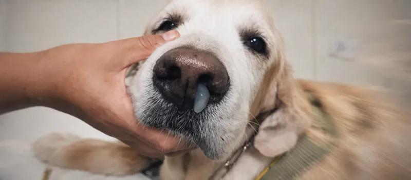 Canine distemper: signs and veterinary assessment by Nuzzy