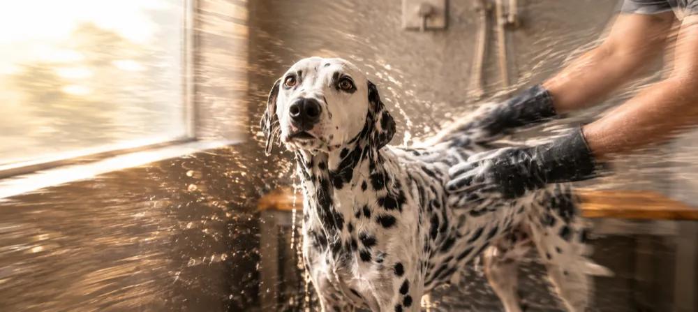 How often should you bathe your dog? by Nuzzy