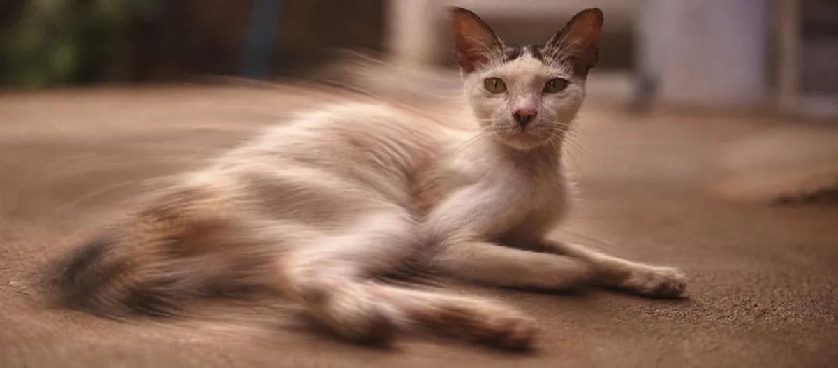 Symptoms of worms in cats by Nuzzy