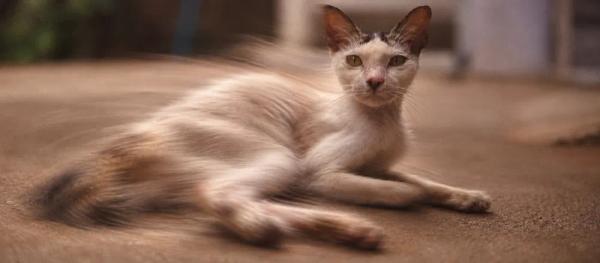 Symptoms of worms in cats by Nuzzy