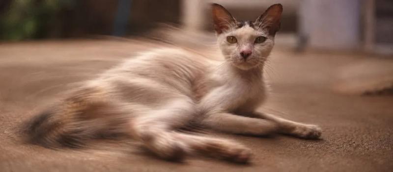 Symptoms of worms in cats by Nuzzy