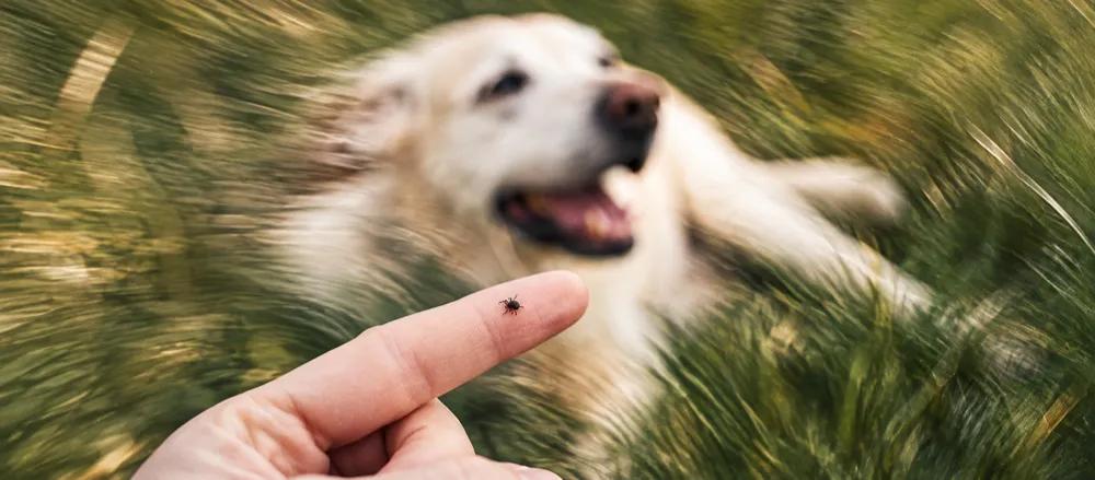 Fleas on dogs: treatment and prevention by Nuzzy