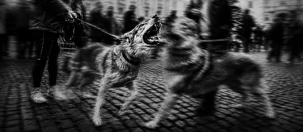 Dog Aggression Guide by Nuzzy