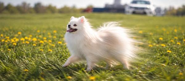 Pomeranian: Care, coat and health questions by Nuzzy