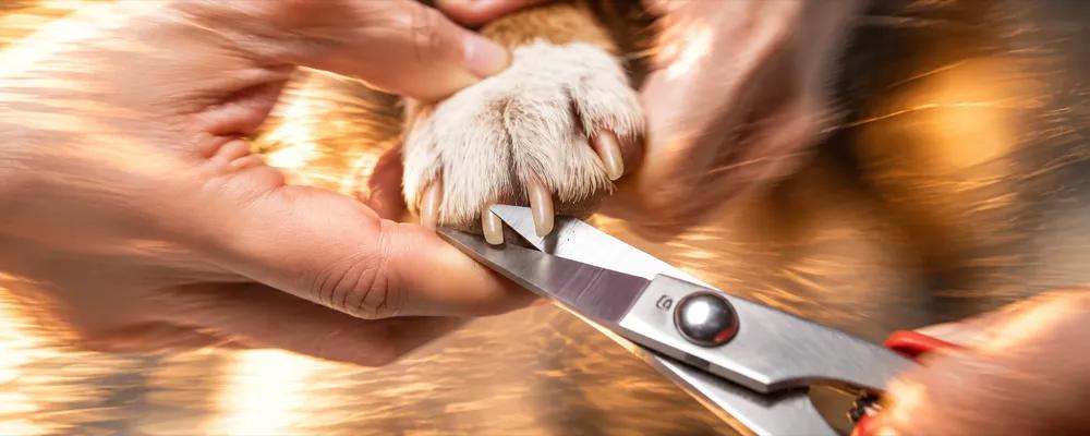 How to cut your dog's nails by Nuzzy
