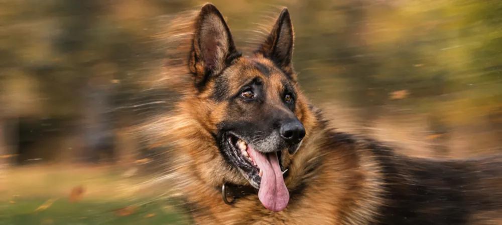 Guard dogs and responsible care by Nuzzy