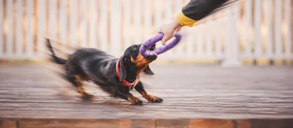 Dachshund: Care, coat types and back-health questions by Nuzzy