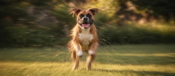 Boxer dog care and temperament by Nuzzy