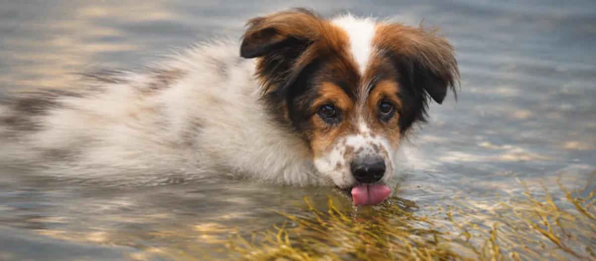 Leptospirosis in dogs: exposure, signs and care by Nuzzy
