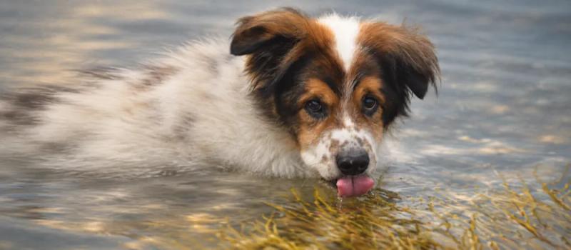 Leptospirosis in dogs: exposure, signs and care by Nuzzy