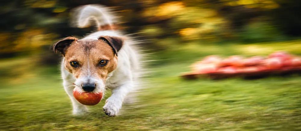 Fruits that dogs can eat by Nuzzy