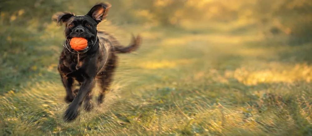 Cane Corso care and temperament by Nuzzy