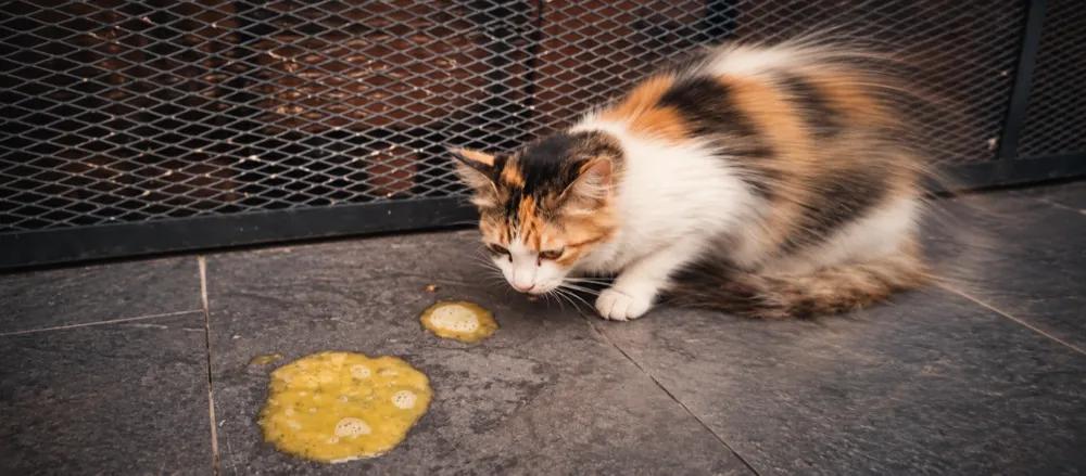 Deworming for cats in India by Nuzzy