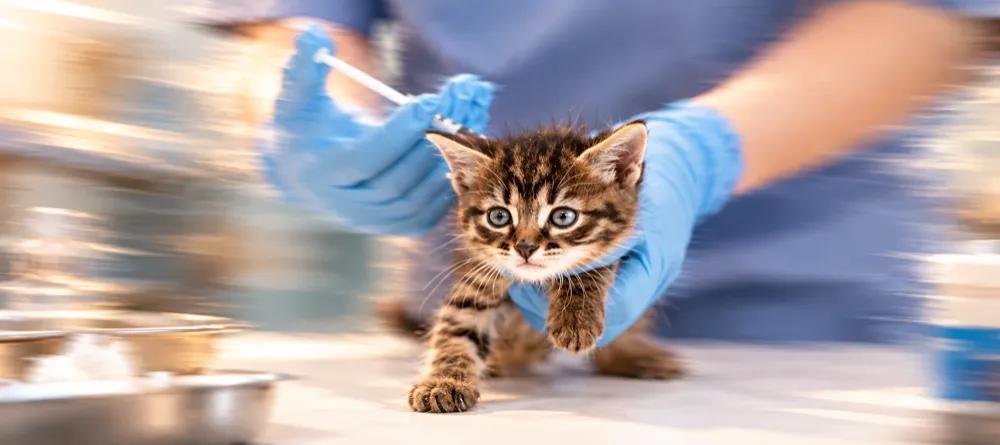 Kitten Vaccination Schedule in India: From Six Weeks to Twenty-Six By Nuzzy