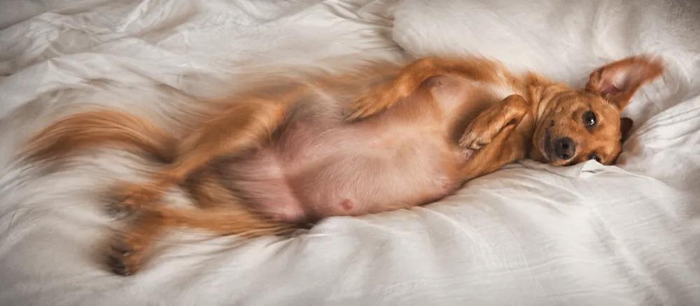 Dog reproduction explained by Nuzzy