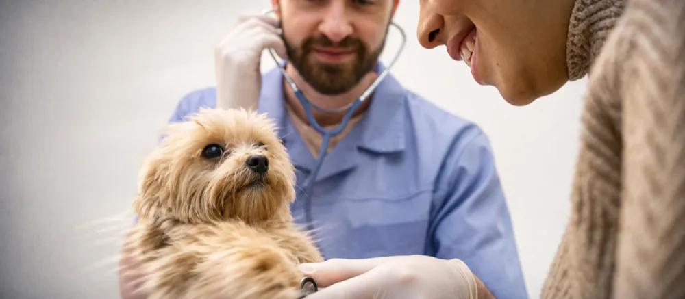Spaying female dogs by Nuzzy
